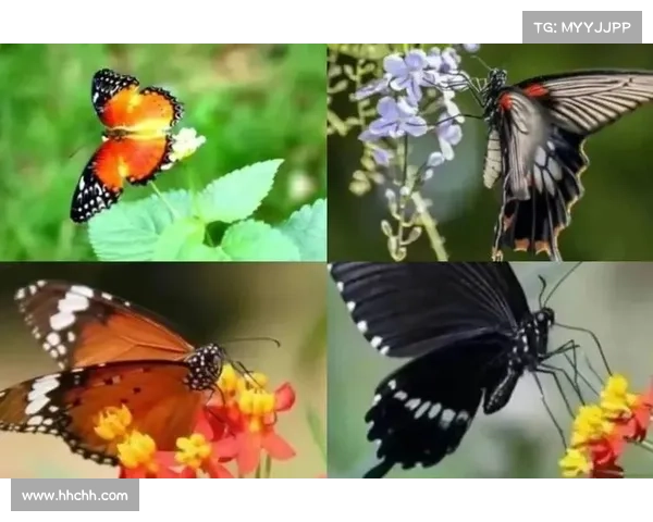 如何在蝴蝶平原实施有效保护措施守护自然奇观